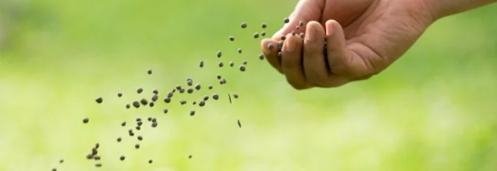 Hand sät Samen auf Rasen