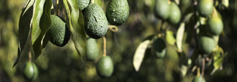Grüne Avocados an einem Baum