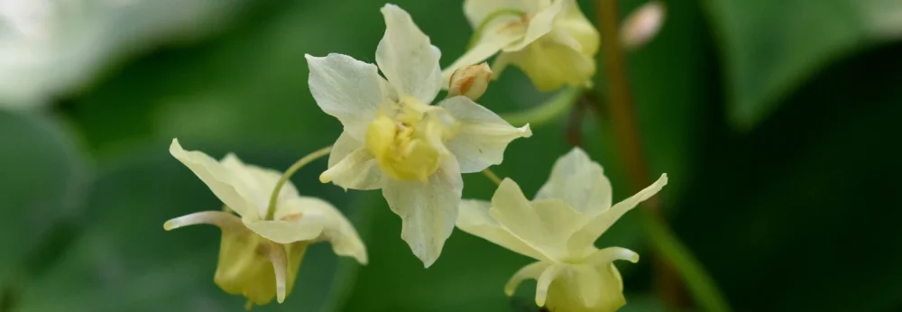 Nahaufnahme von hellgelben Blüten einer Elfenblume.