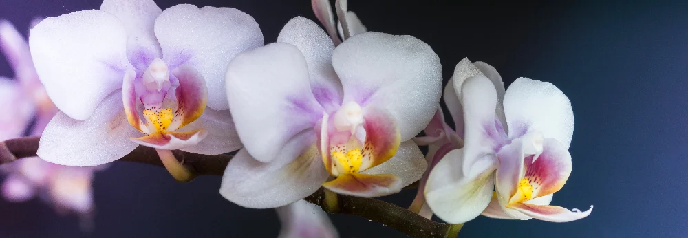Drei weiße und lila Orchideenblüten