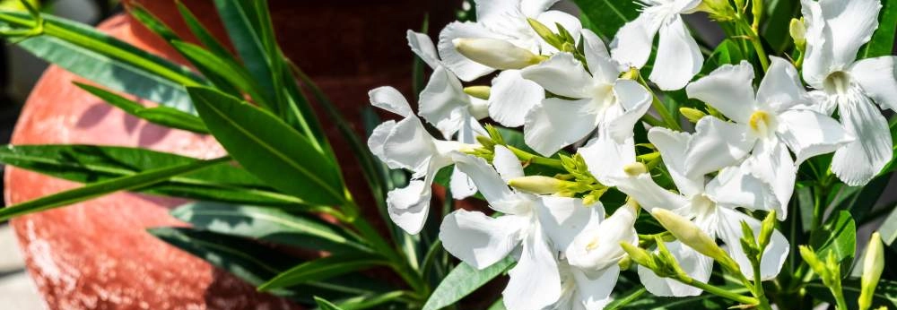 Nahaufnahme von weißen Oleanderblüten vor einem roten Tontopf auf einem Balkon.