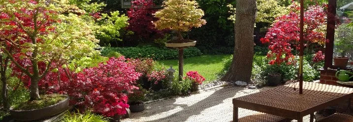 Garten mit Ahornbäumen