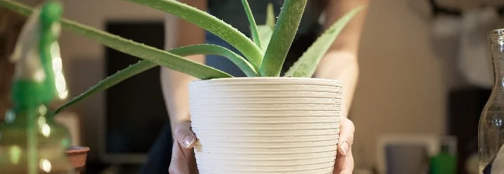 Person hält Aloe Vera Pflanze in weißem Topf