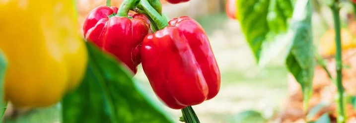 Rote Paprika an der Pflanze