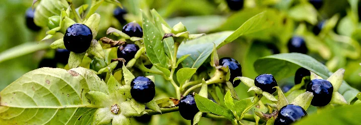 Schwarze Beeren an einem grünen Strauch.