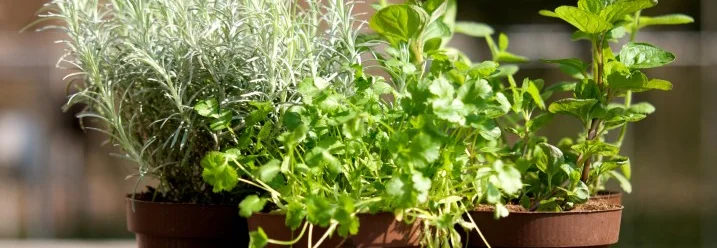 Drei Kräutertöpfe mit Rosmarin, Petersilie und Minze stehen in einer Schale im Sonnenlicht