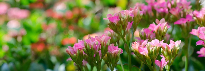 Rosa Blüten im grünen Beet