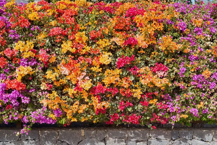 Blühende Bougainvillea in verschiedenen Farben