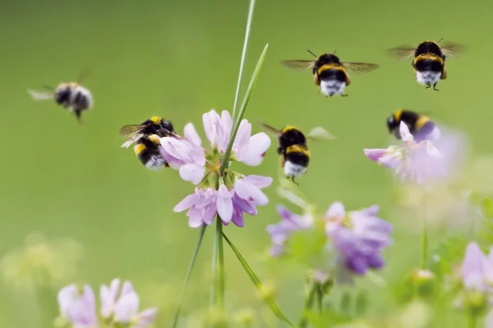 Hummeln fliegen um lila Blüten