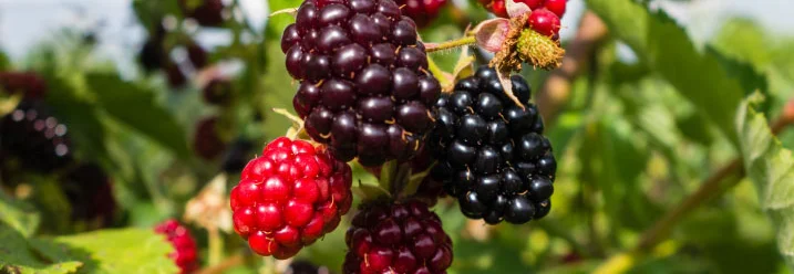 Reife und unreife Brombeeren an einem Strauch