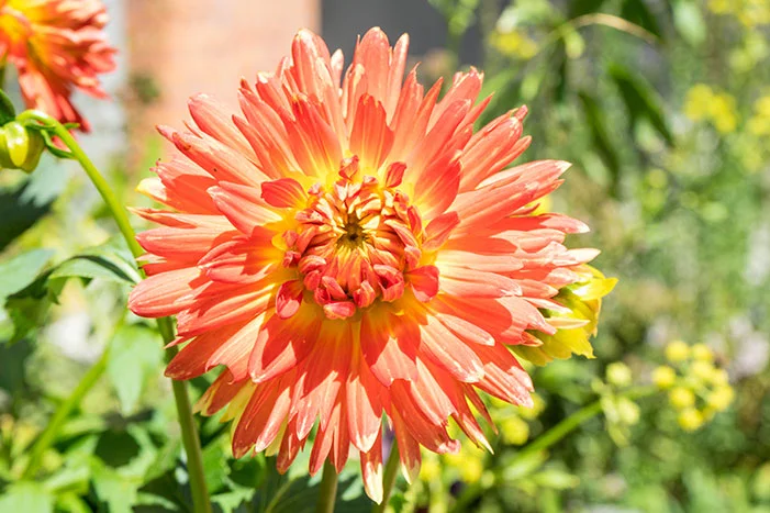 Orangefarbene Dahlie in Nahaufnahme.