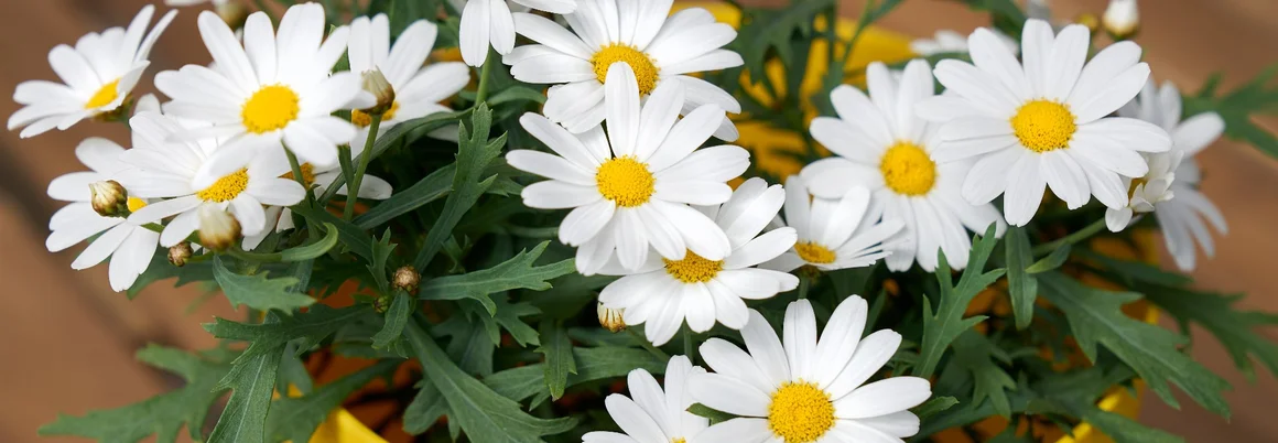 Viele Gänseblümchen im gelben Topf