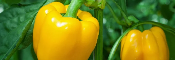 Zwei gelbe Paprika an der Pflanze