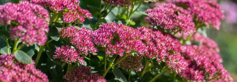 Die pflegeleichte Gartenpflanze Fetthenne blüht in pink.