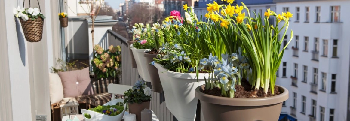Ein sonniger Balkon voller blühender Frühlingsblumen in Töpfen.