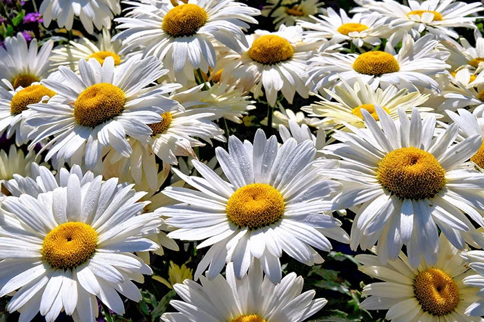 Weiße Margeriten mit gelber Mitte