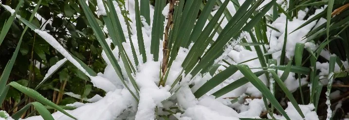 Schneebedeckte Pflanze