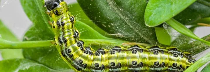 Grüne Raupe mit schwarzen Punkten auf Blättern