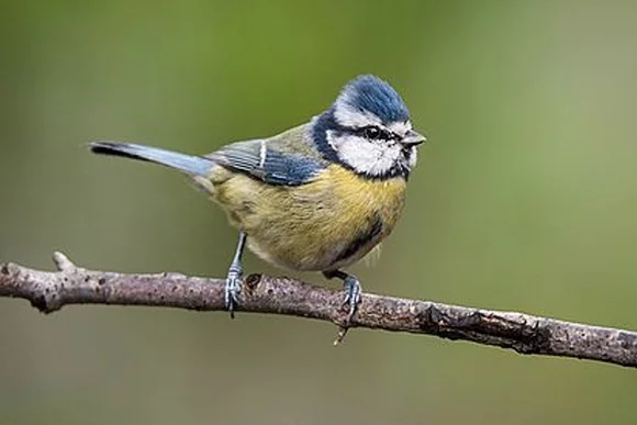 Blaumeise auf einem Ast