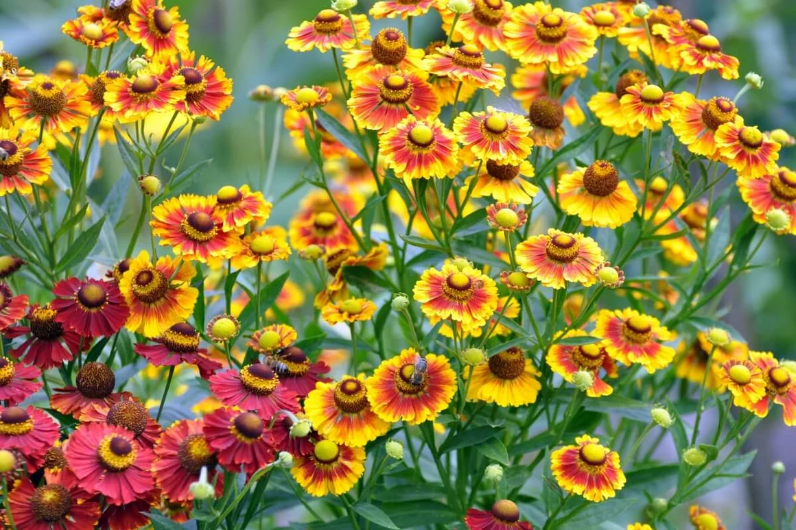 Gelbe und rote Sonnenhut-Blüten