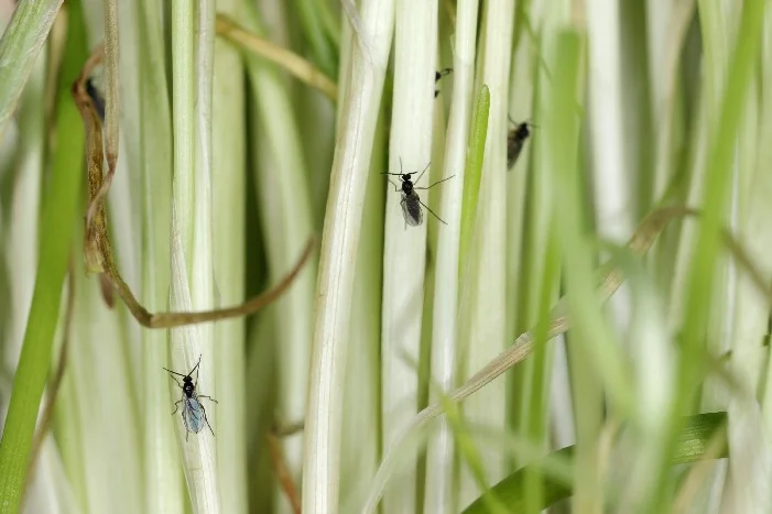 Kleine Insekten auf grünen Pflanzenstängeln