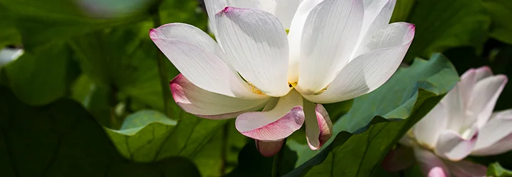 Weiße Seerose mit rosa Rändern
