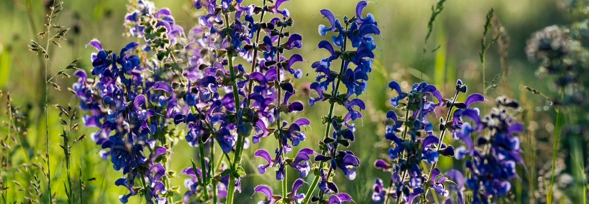 Lila Blüten auf einer Wiese