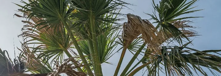 Palmenwedel vor blauem Himmel