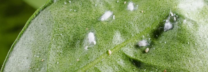 Grünes Blatt mit Wollläusen