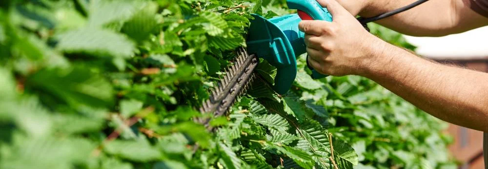 Eine Person schneidet eine Hecke mit einer elektrischen Heckenschere.