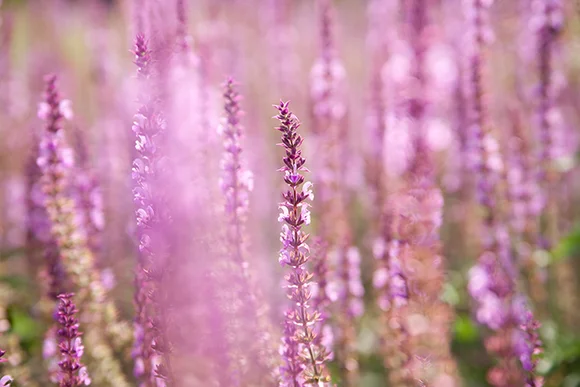 Violette Blüten verschwommen