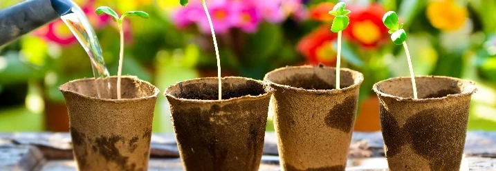 Vier kleine Pflänzchen werden mit einer Gießkanne gegossen