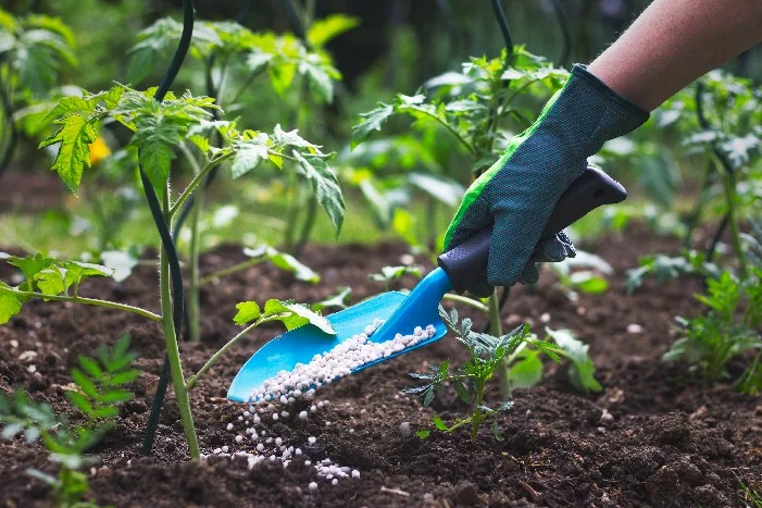 Person düngt Tomatenpflanzen mit Schaufel