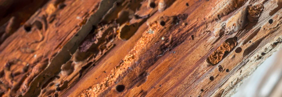 Von Holzwürmern zerfressenes Holz