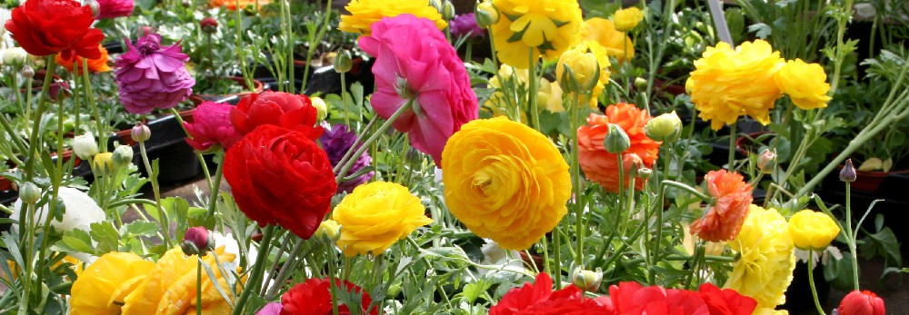 Bunte Ranunkelblüten