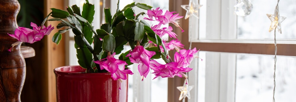 Blühender Weihnachtskaktus am Fenster