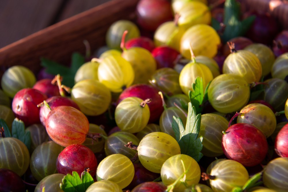 Nahaufnahme von roten und grünen Stachelbeeren in einer Holzkiste.