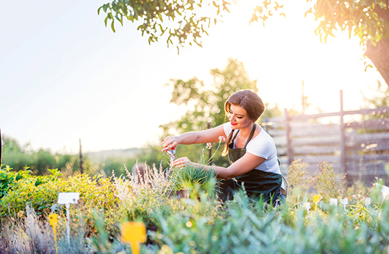 Person schneidet Pflanzen mit einer Schere